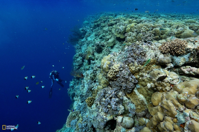 National Geographic Pristine Seas: Palau. Photo by Manu San Felix