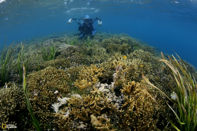 National Geographic Pristine Seas: Palau. Photo by Manu San Felix