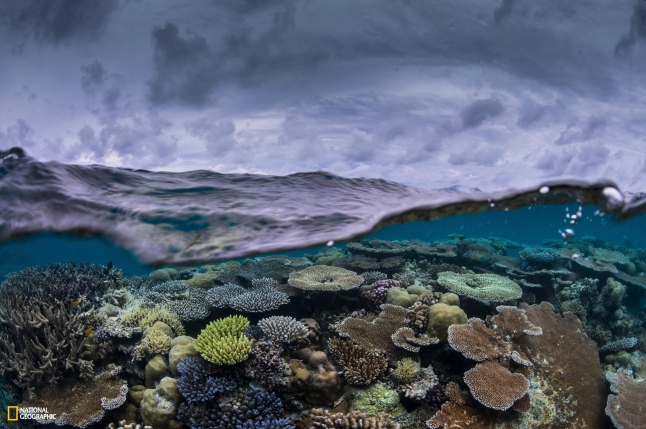 National Geographic Pristine Seas. Photos by Enric Sala/National Geographic