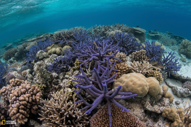 National Geographic Pristine Seas. Photo by Enric Sala/National Geographic STAGHORN CORAL: SIGNS OF RESILlENCE Palau’s pristine reefs, such as these in the Ulong Channel, have come back strong even after being damaged by warming events in the 1990s and a big typhoon in 2012.