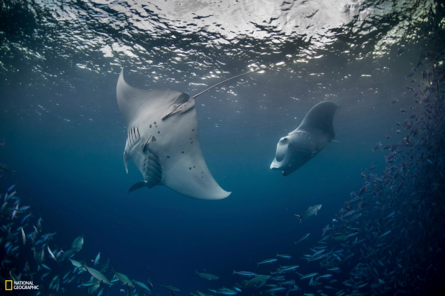 PRISTINE SEAS: PALAU National Geographic Pristine Seas. Photos by Enric Sala/National Geographic 